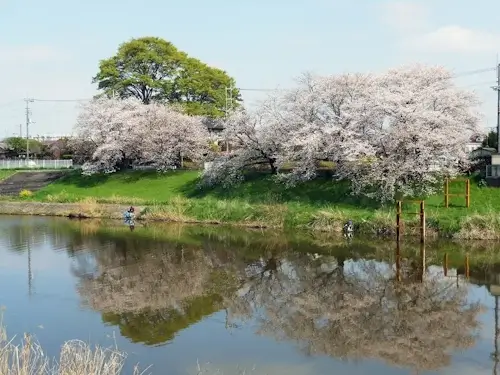 土手の桜と釣り人