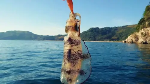 エギングで釣れたアオリイカ