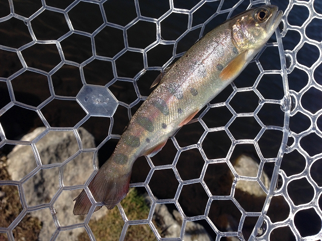 山女魚