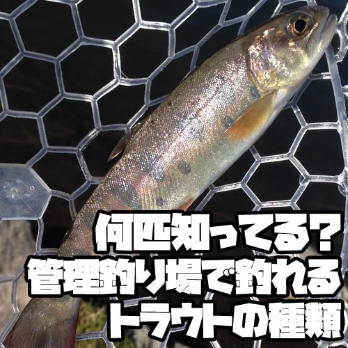 何匹知ってる？ 管理釣り場で釣れるトラウトの種類