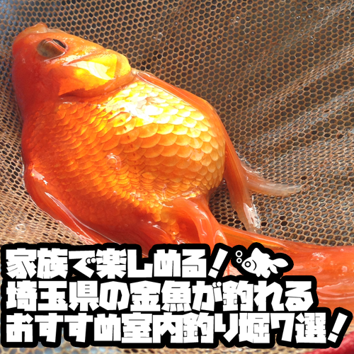 家族で楽しめる！埼玉県の金魚が釣れるおすすめ室内釣り堀7選！