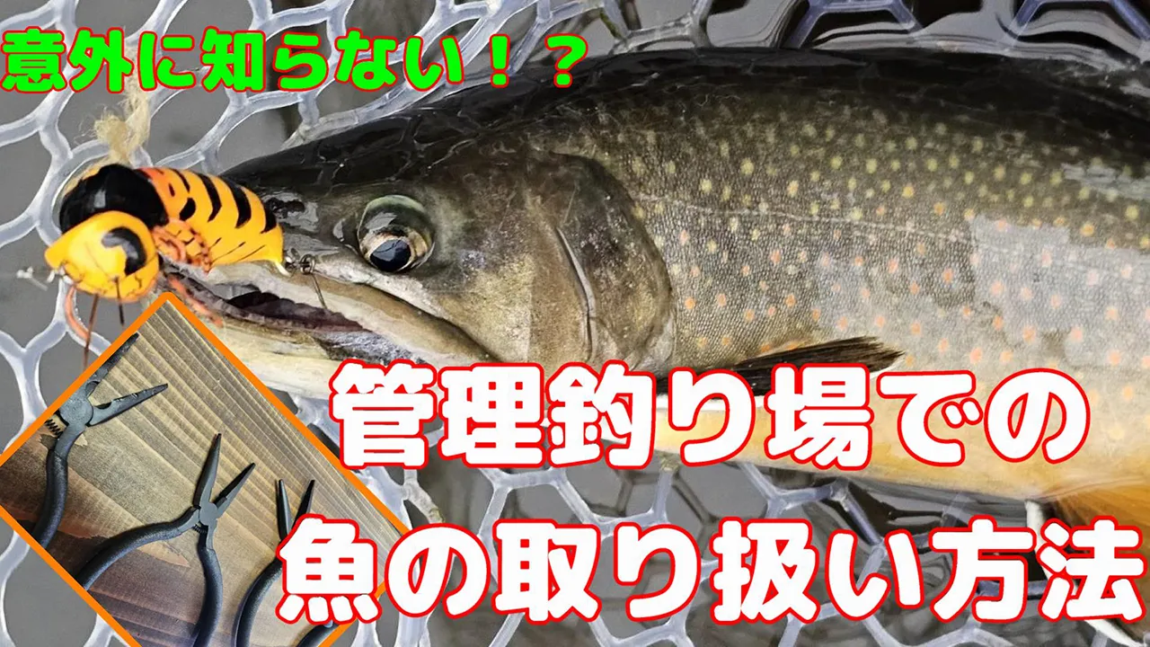 【旅鱒１号の管釣り探訪】『知ってほしい！管理釣り場の魚の取り扱い』特集・///