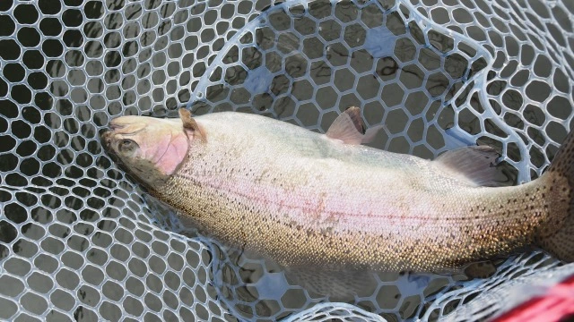 魚