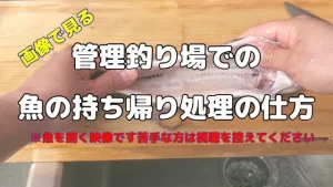 【旅鱒１号の管釣り探訪】釣った魚を持ち帰ろう『魚の処理の仕方』